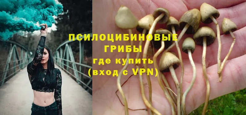 наркотики  Покровск  Псилоцибиновые грибы Psilocybe 